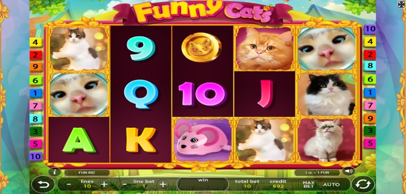 Funny Cats