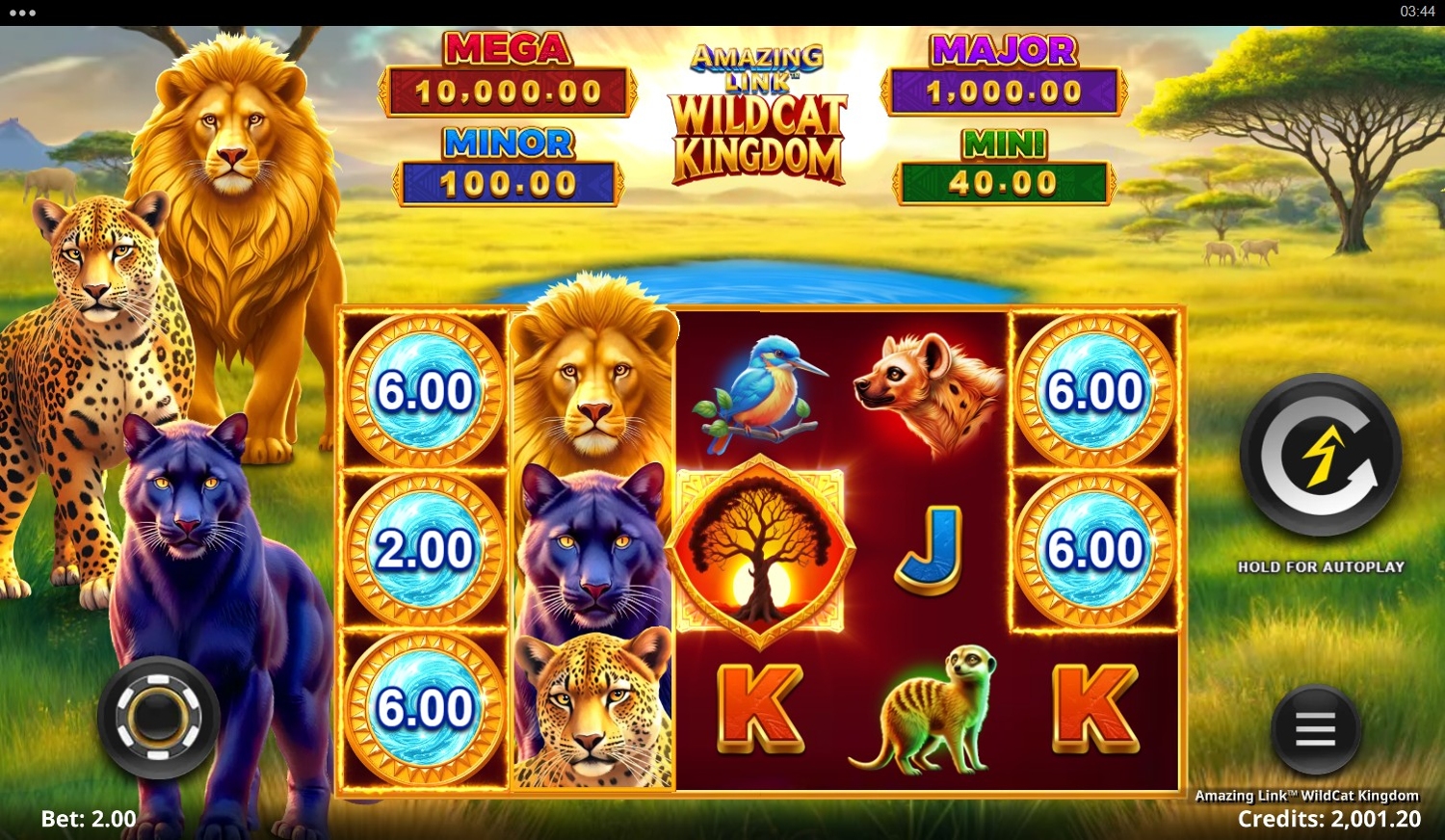 Amazing Link WildCat Kingdom